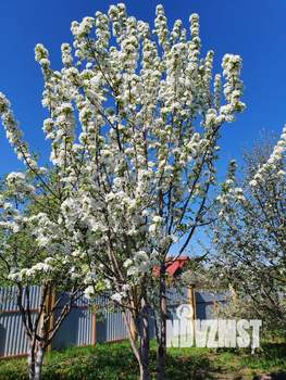 Коттедж 305м², 3-этажный, на длительный срок,