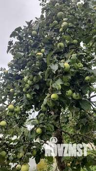 Дом 39м², 1-этажный, участок 6 сот.