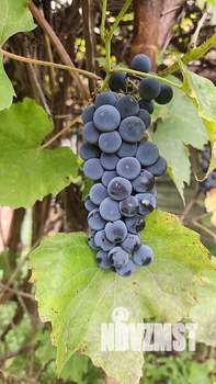 Дом 39м², 1-этажный, участок 6 сот.