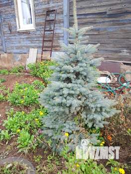 Дом 40м², 1-этажный, участок 6 сот.  