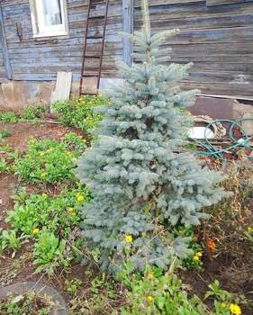 Дом 40м², 1-этажный, участок 0 сот.  