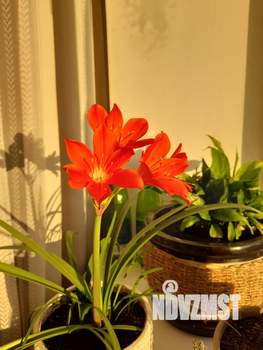 1-к квартира, на длительный срок, 43м2, 11/17 этаж