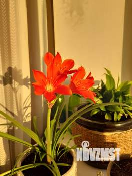 1-к квартира, на длительный срок, 43м2, 11/17 этаж